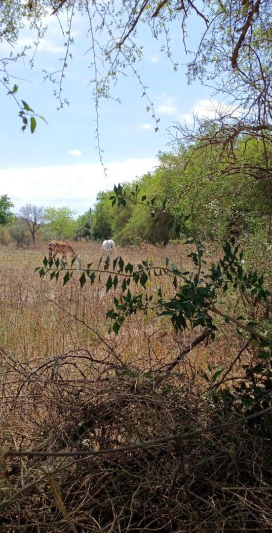 Foto de Excelente Lote en Esquina de 783 m² (Opcional Lote Contiguo) Cercanía, imagen 4