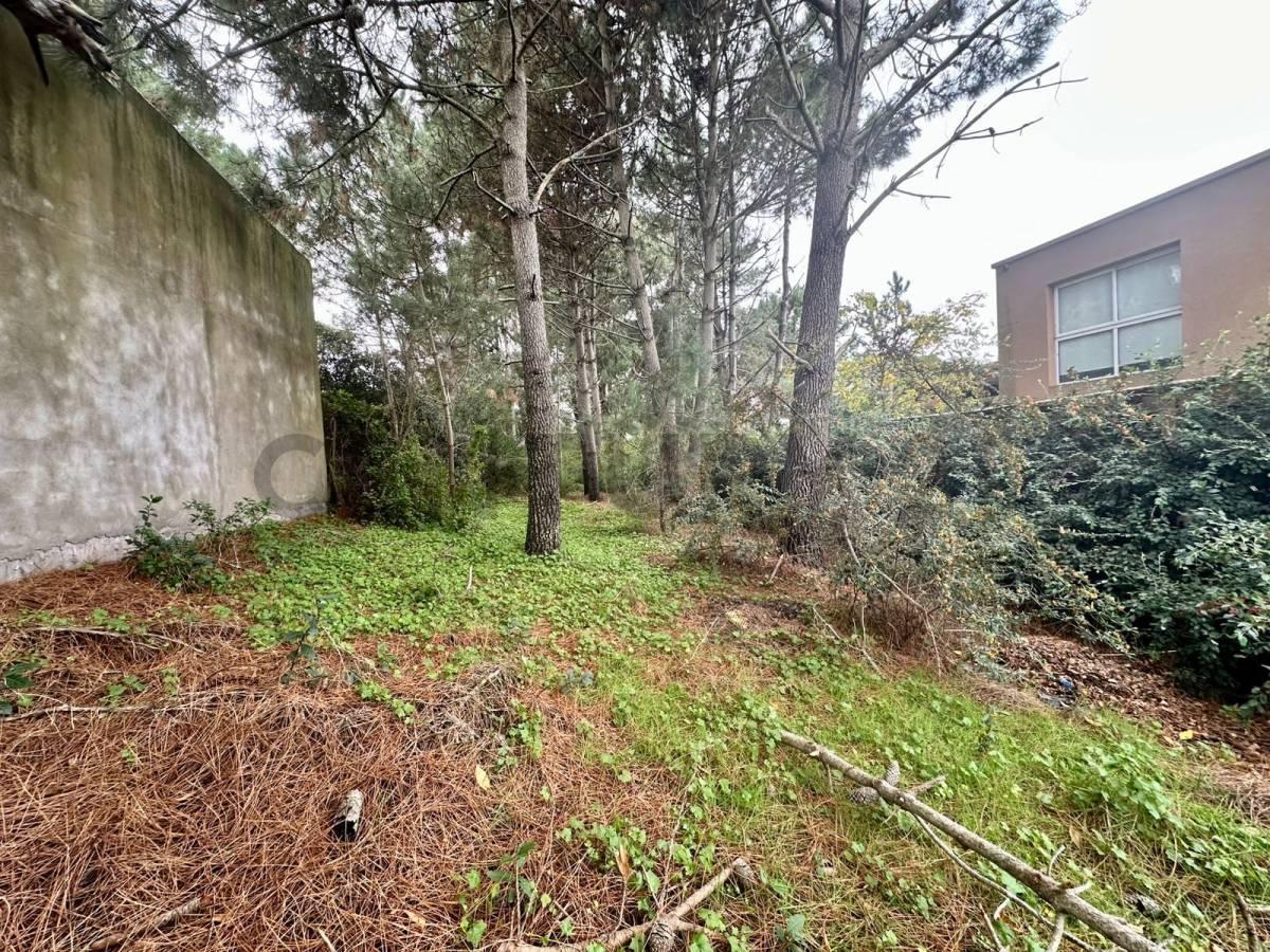 Foto de Venta de lote en Ostende, imagen 5