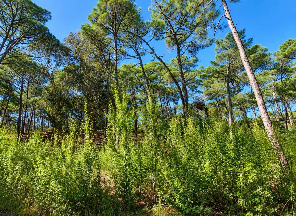 Foto de VENTA LOTE TERRENO CARILO PINAMAR OPORTUNIDAD PERMUTA FINANCIAMIENTO, imagen 1