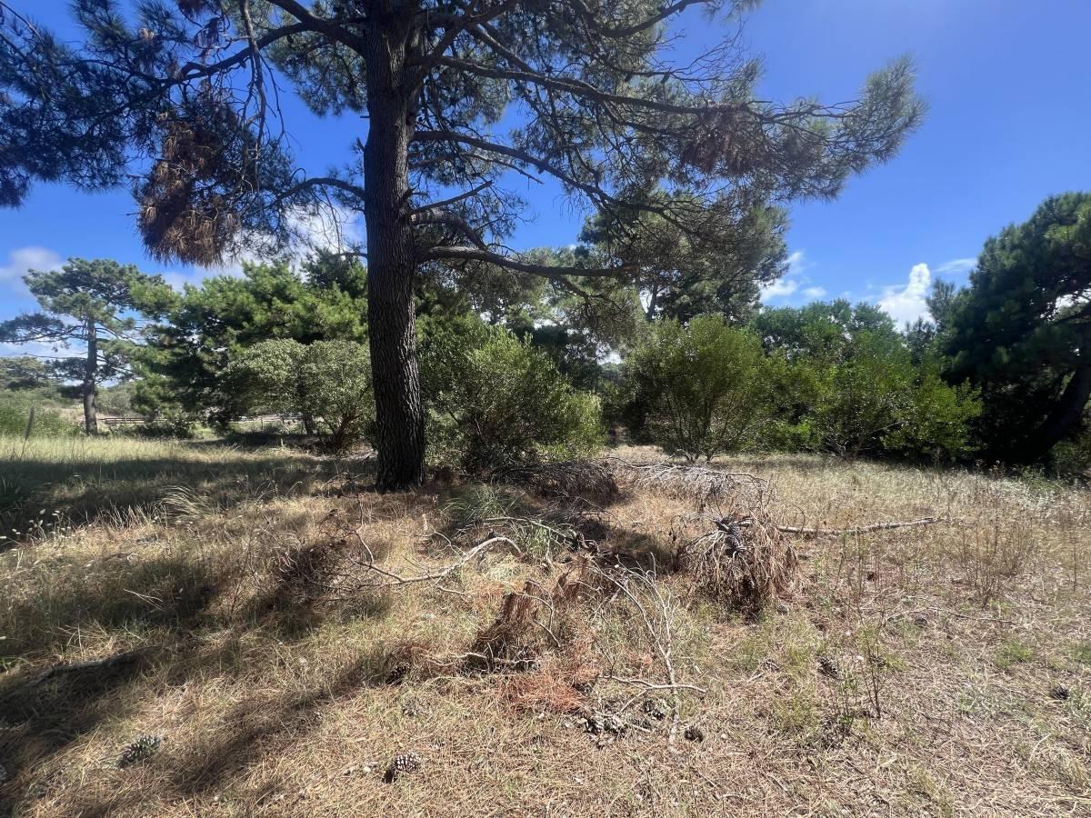Foto de Lote en VENTA en Villa Gesell a metros del mar - Colonia Marina LOTE 1A, imagen 4
