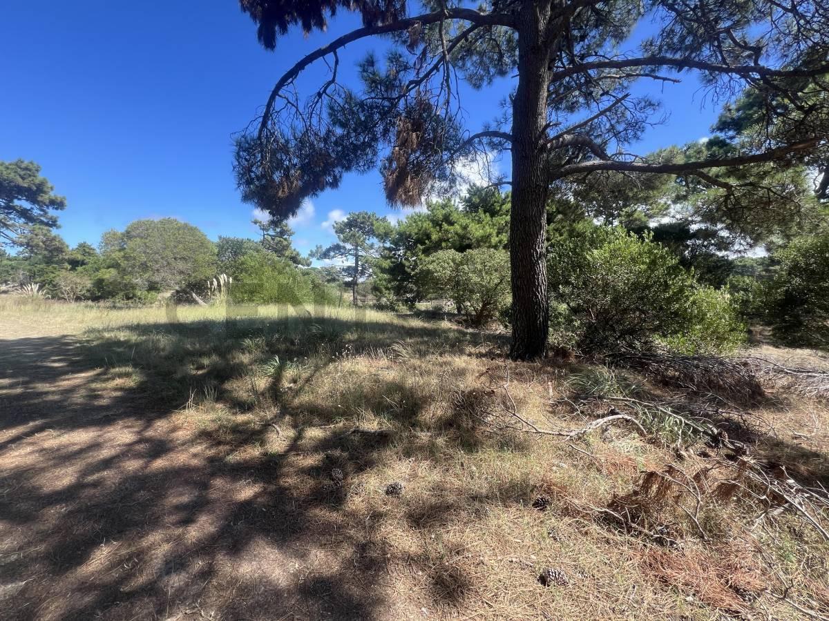 Foto de Lote en VENTA en Villa Gesell a metros del mar - Colonia Marina LOTE 1A, imagen 3