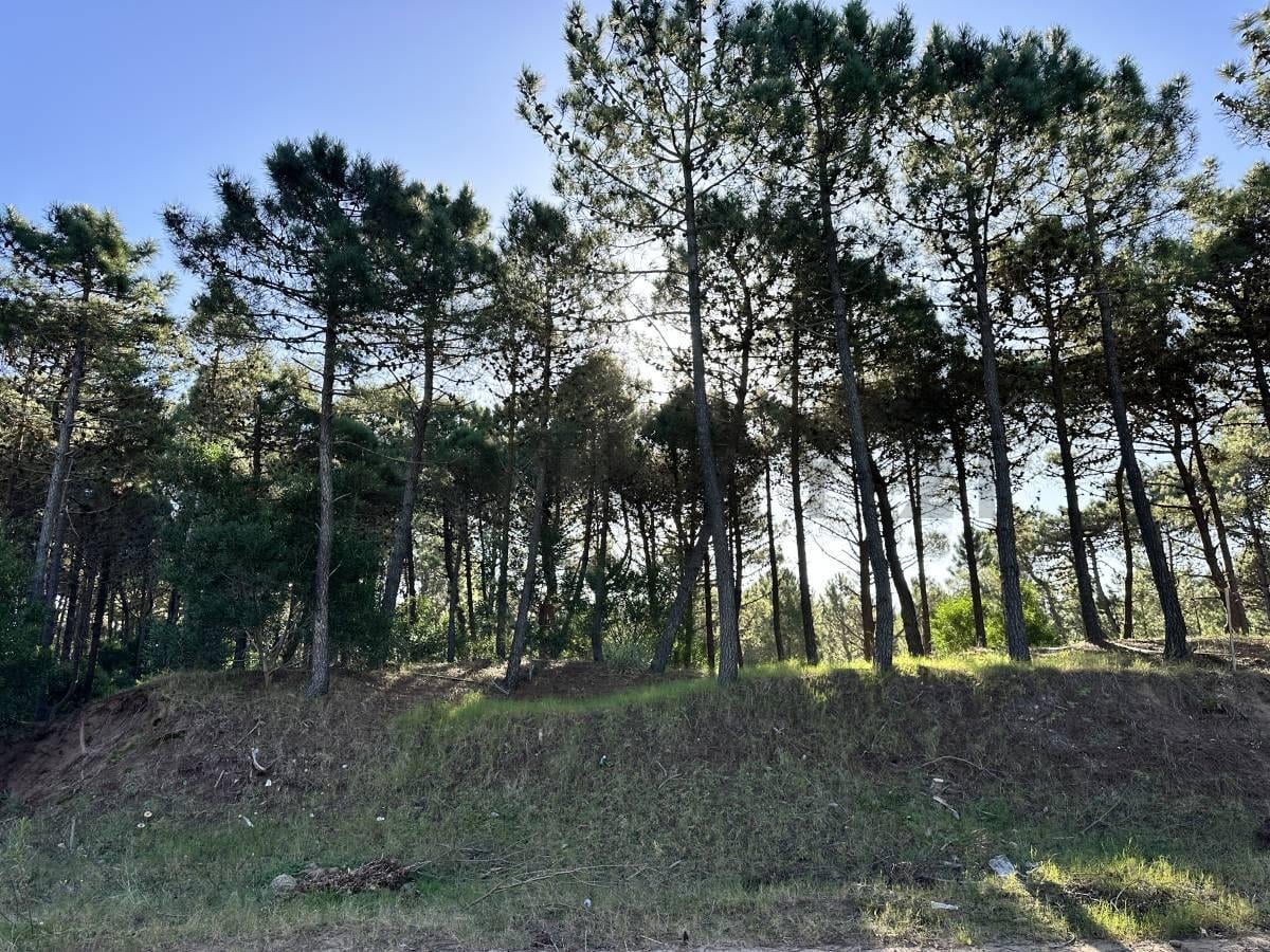 Foto de Venta Lote en Pinamar Norte - Costa Atlantica, imagen 5