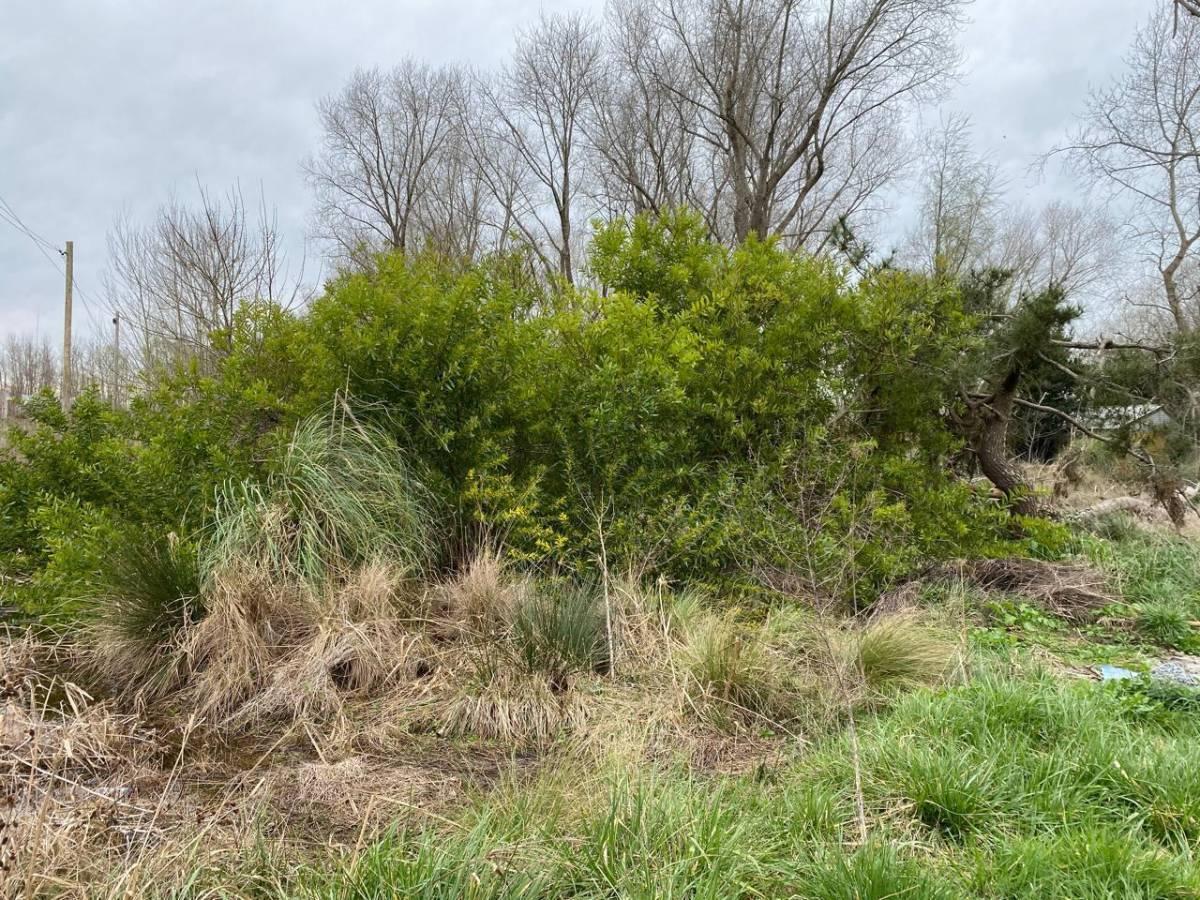 Foto de VENTA DE LOTE EN COSTA DEL ESTE, imagen 2