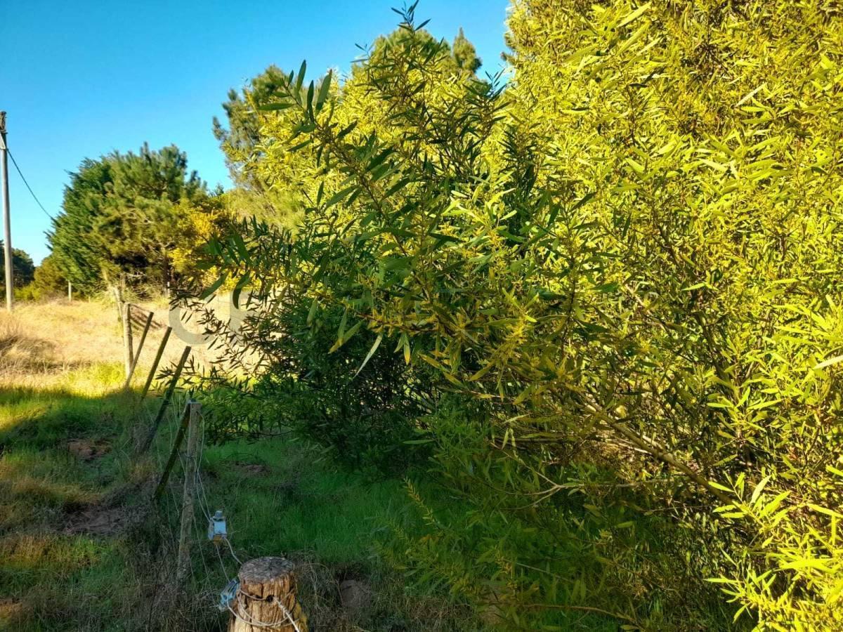 Foto de VENTA LOTE LAS GAVIOTAS FRENTE A MAR DE LAS PAMPAS COSTA ATLANTICA, imagen 3