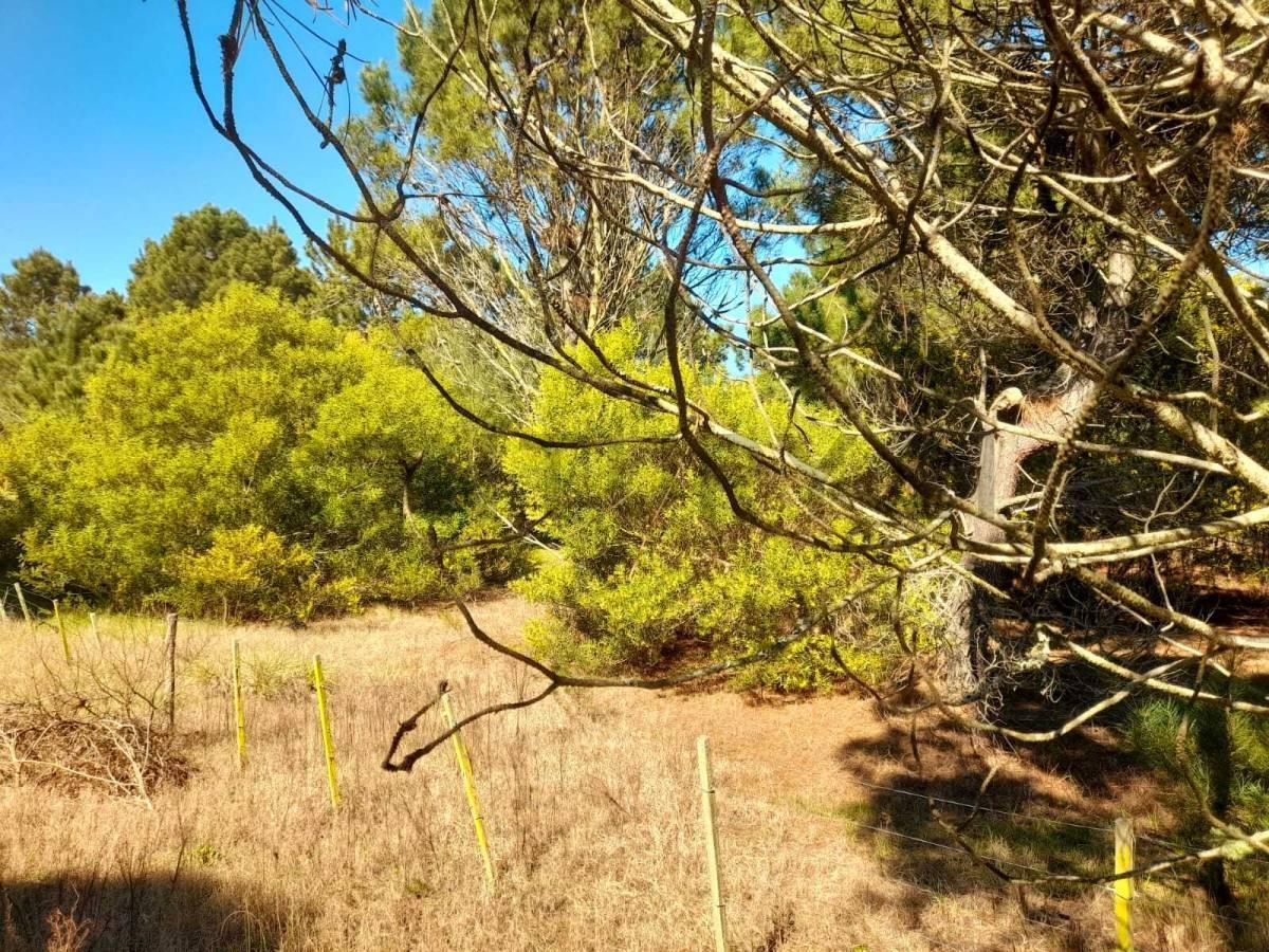 Foto de VENTA LOTE LAS GAVIOTAS FRENTE A MAR DE LAS PAMPAS COSTA ATLANTICA, imagen 4