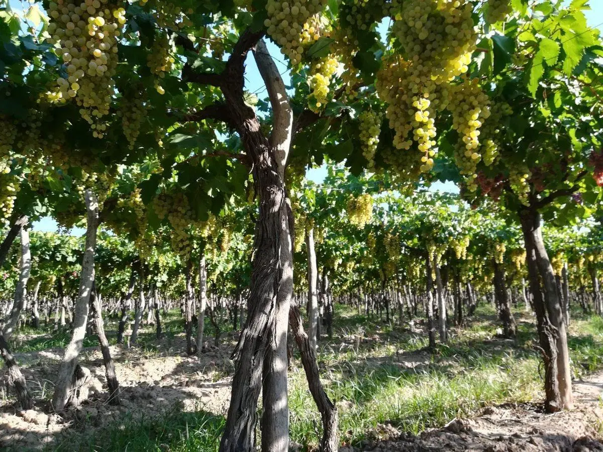 VENTA MAGNIFICA FINCA 8HAS BARRANCAS MAIPU 4
