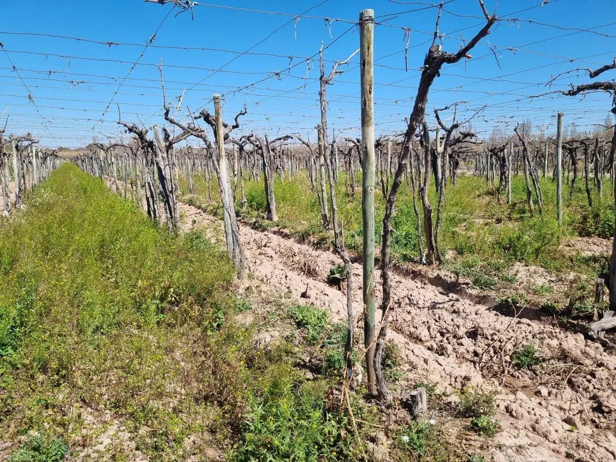 VENTA MAGNIFICA FINCA 8HAS BARRANCAS MAIPU 5