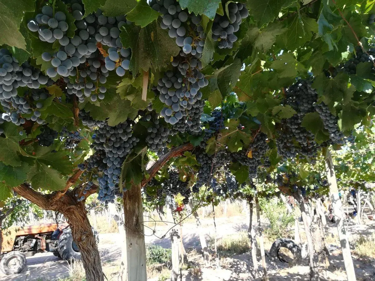 VENTA MAGNIFICA FINCA 8HAS BARRANCAS MAIPU 3