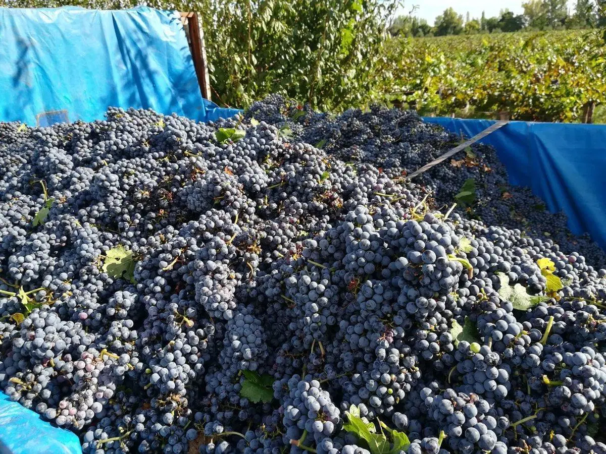 VENTA MAGNIFICA FINCA 8HAS BARRANCAS MAIPU 2