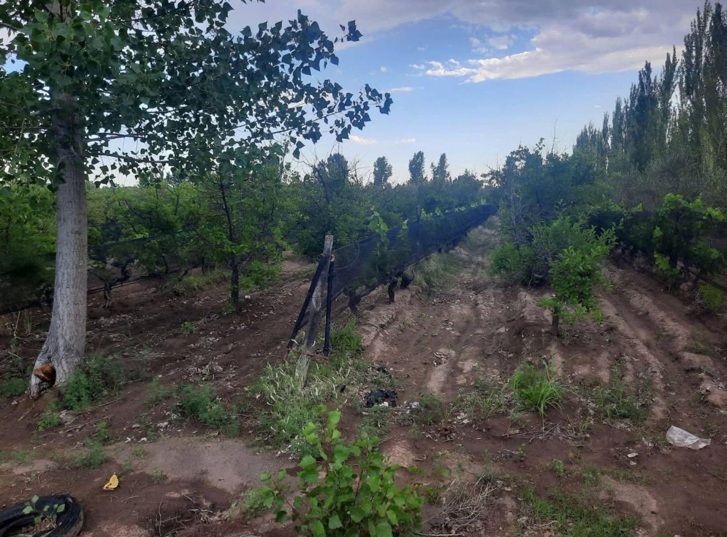 Foto de FINCA PRODUCTIVA EN VENTA + CASA RURAL Y GALPON, imagen 2