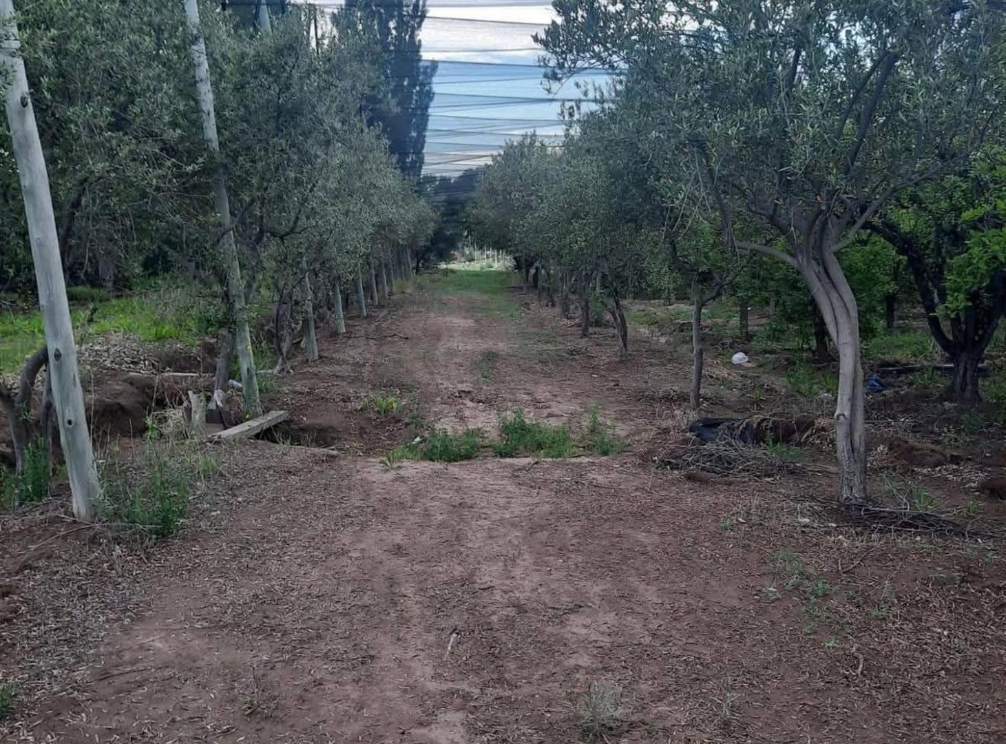Foto de FINCA PRODUCTIVA EN VENTA + CASA RURAL Y GALPON, imagen 1