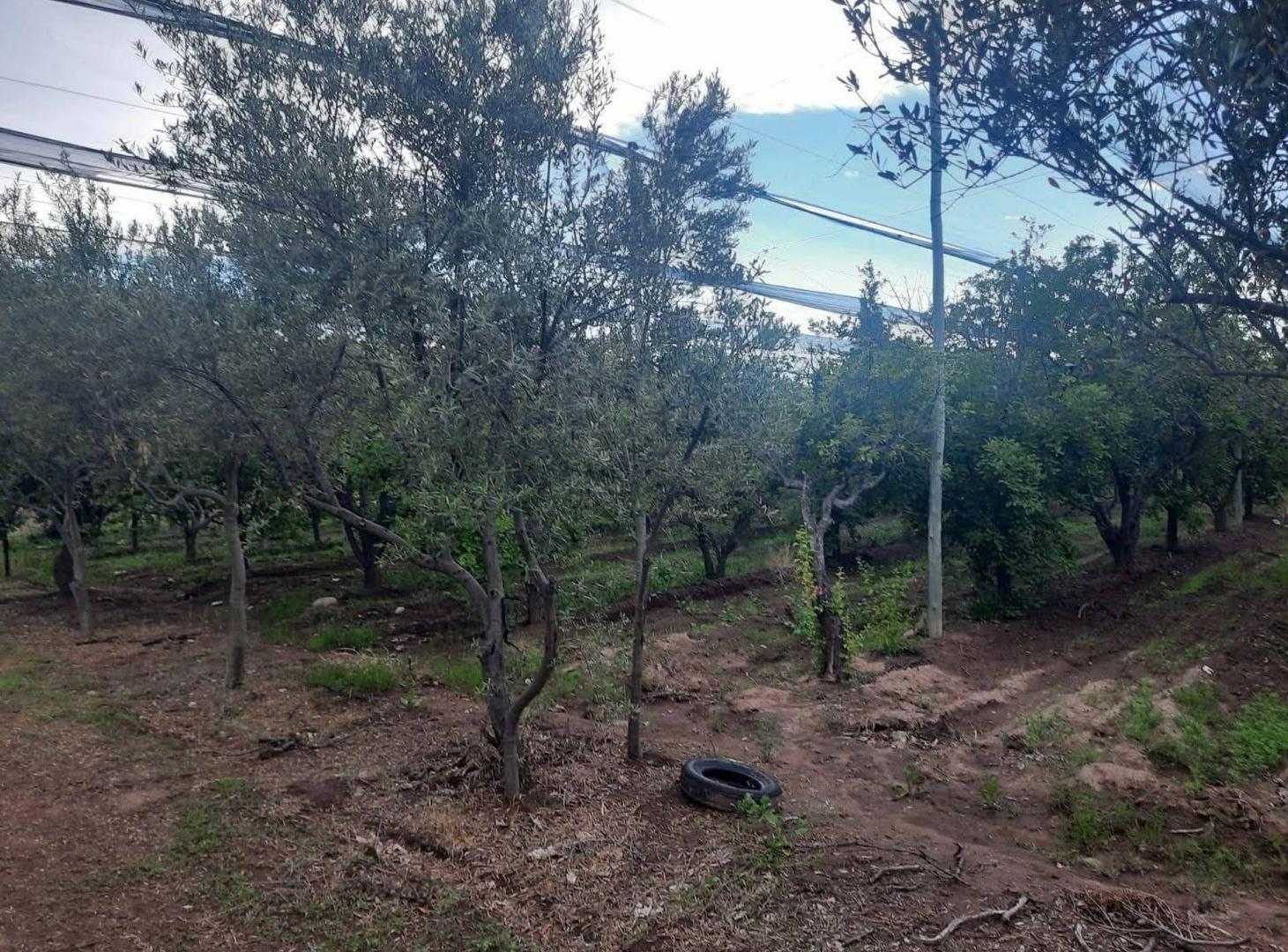 Foto de FINCA PRODUCTIVA EN VENTA + CASA RURAL Y GALPON, imagen 3