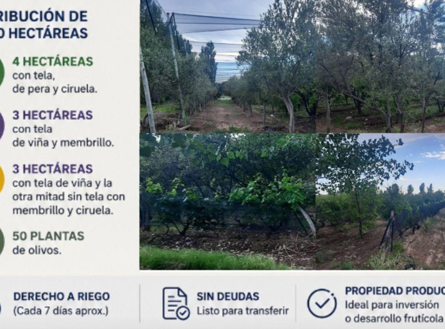 Foto de FINCA PRODUCTIVA EN VENTA + CASA RURAL Y GALPON, imagen 5