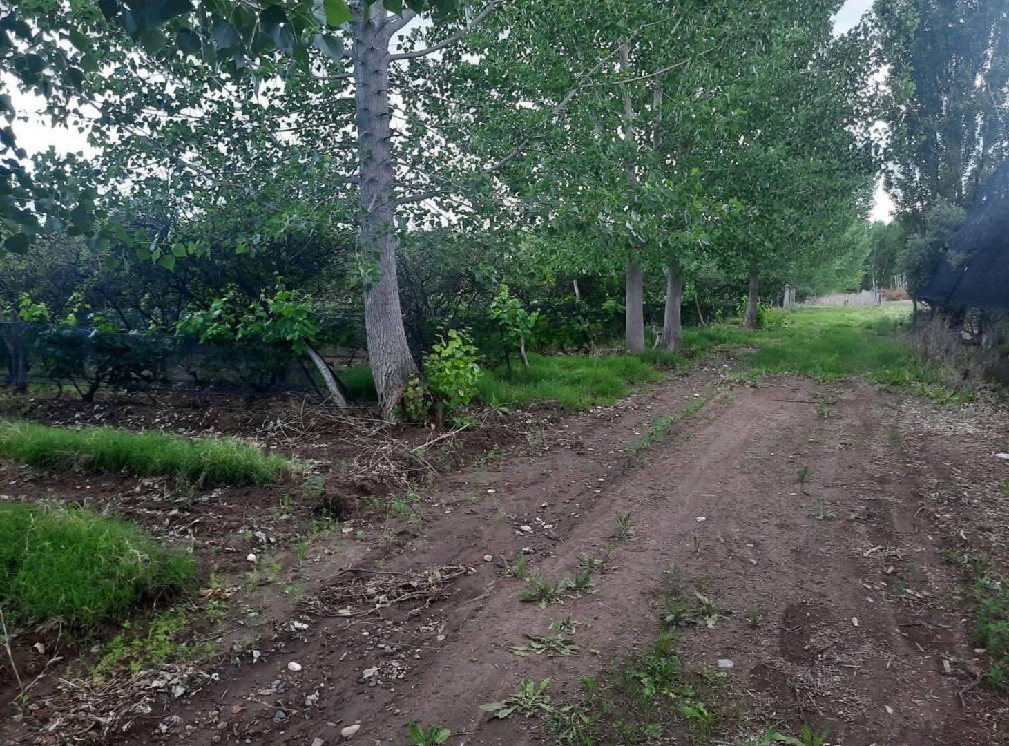 Foto de FINCA PRODUCTIVA EN VENTA + CASA RURAL Y GALPON, imagen 5