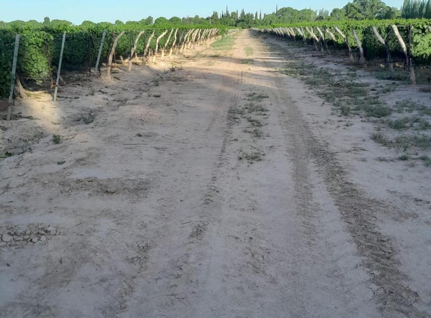 Foto de FINCA. VENTA. MEDRANO. JUNIN. 19 Ha 4.147m2, imagen 3