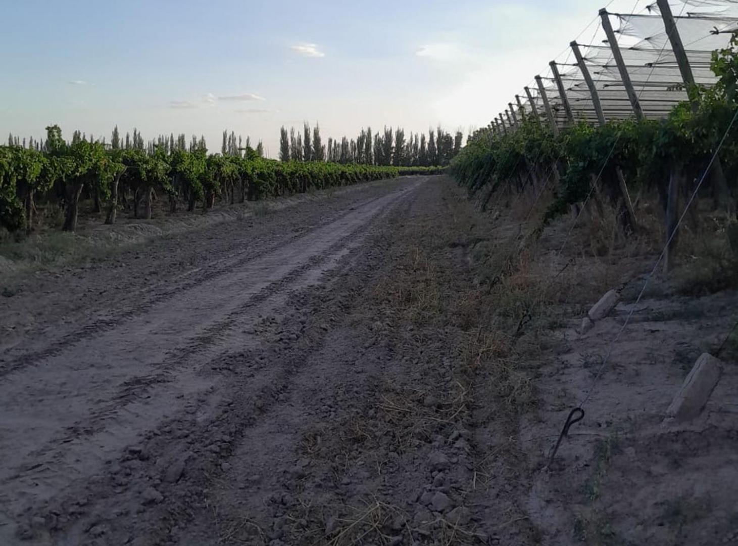 Foto de FINCA. VENTA. MEDRANO. JUNIN. 19 Ha 4.147m2, imagen 5