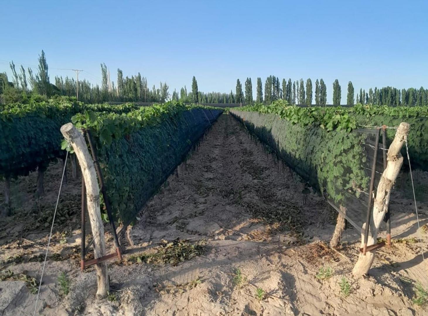 Foto de FINCA. VENTA. MEDRANO. JUNIN. 19 Ha 4.147m2, imagen 1