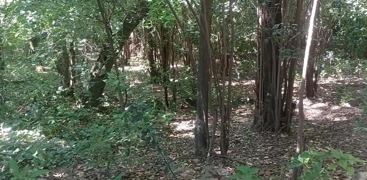 Foto de Terreno en Rio Ceballos, imagen 4