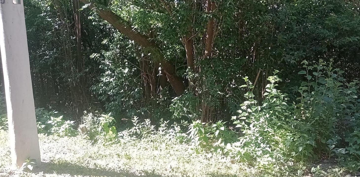 Foto de Terreno en Rio Ceballos, imagen 2