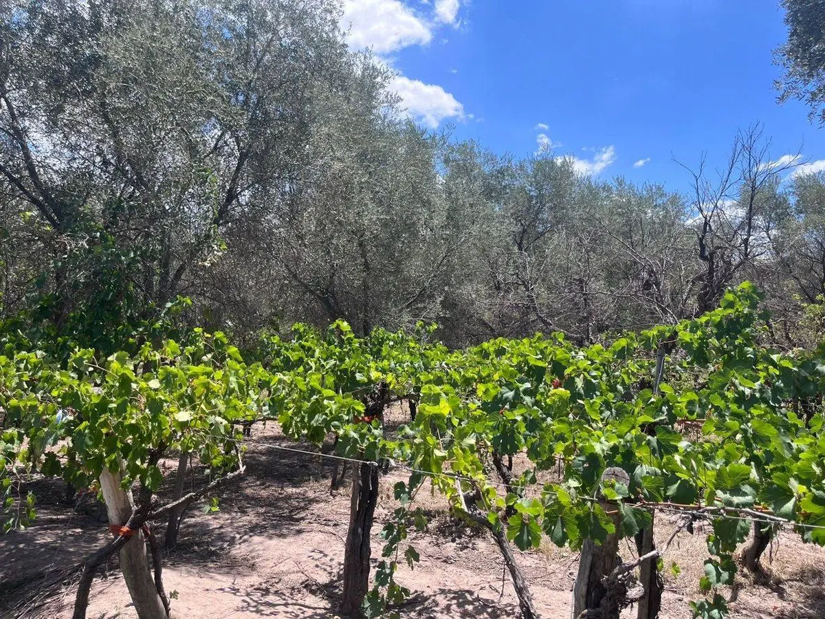VENTA CASA-FINCA EL PLUMERILLO LAS HERAS MENDOZA 2