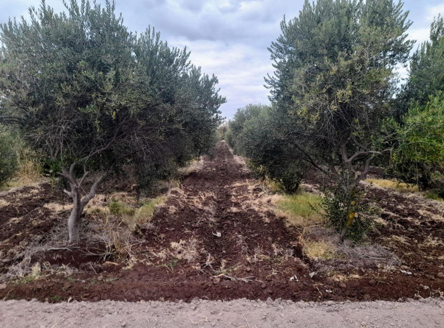 Foto de FINCA OLIVICOLA 5,8 HRAS. A LA VENTA EN LAVALLE, imagen 4