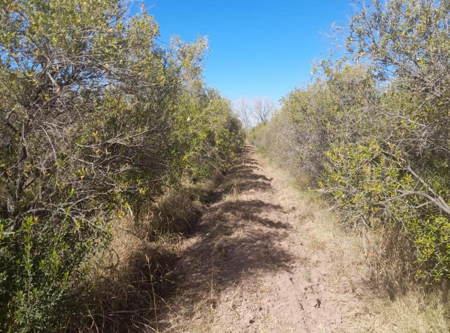 Foto de FINCA OLIVICOLA 5,8 HRAS. A LA VENTA EN LAVALLE, imagen 1