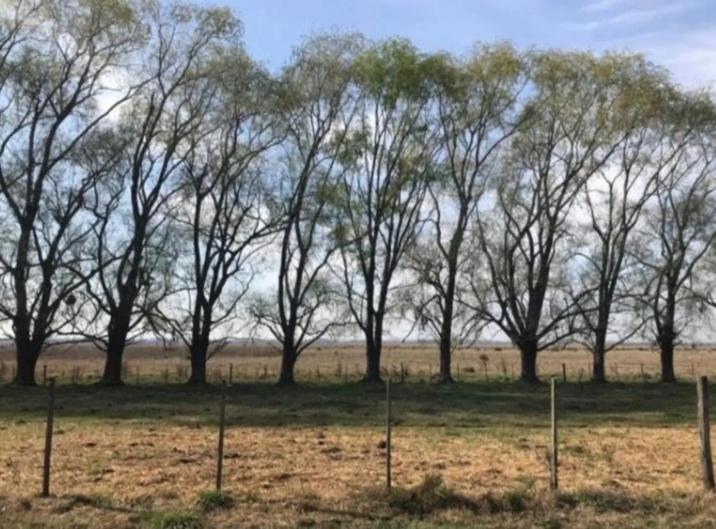 175 HA EN CARDALES 2
