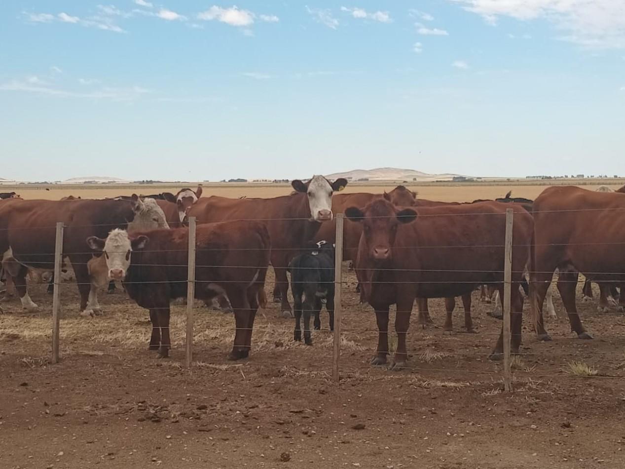 Foto de CAMPO MIXTO - TORNQUIST - NUEVO VALOR, imagen 2