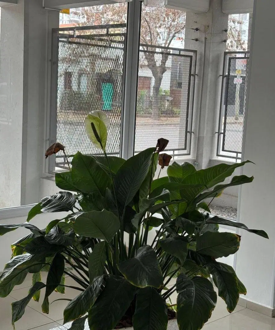 EXCELENTE DEPARTAMENTO EN ESQUINA – LUMINOSO Y CON AMPLIO BALCÓN 1