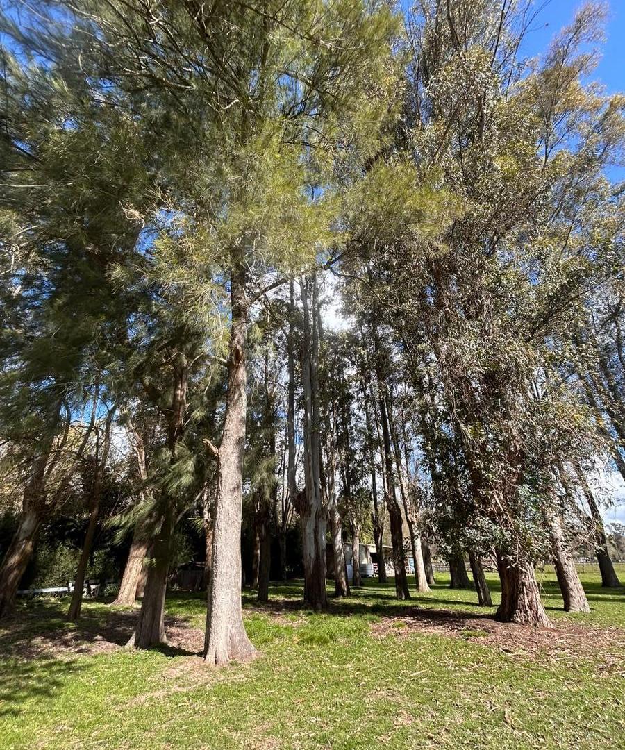 Foto de Chacra en venta, 5 esquinas, Los Cardales, imagen 5