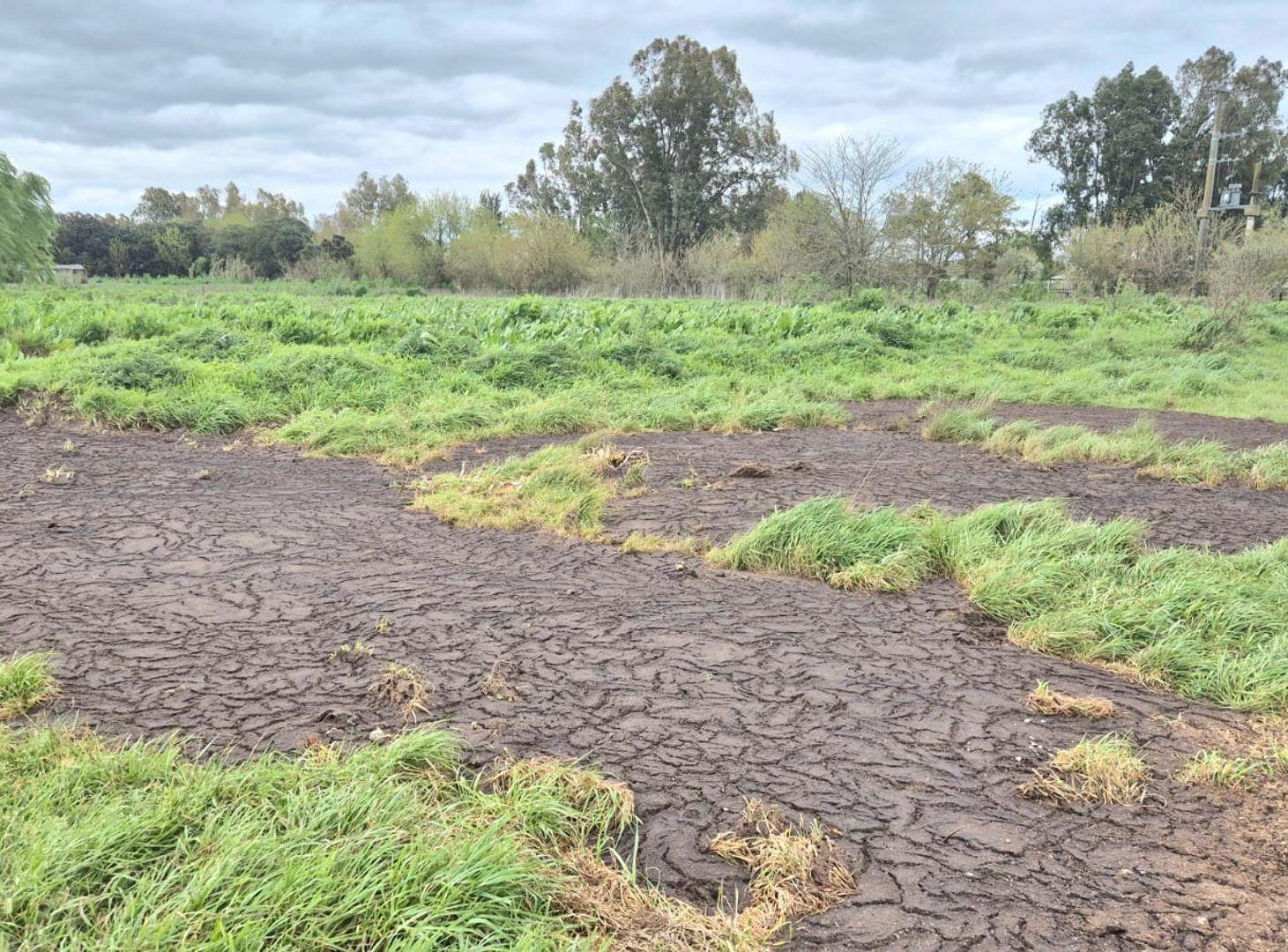 Foto de VENTA CHACRA LA PLATA RUTA 2 PERMUTA, imagen 5