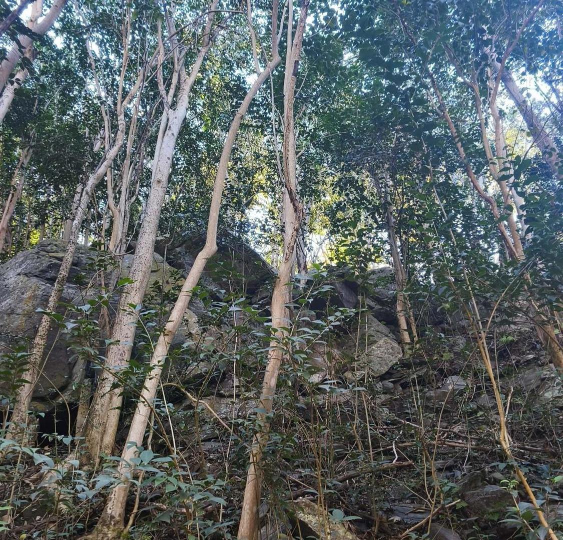 Foto de VENTA LOTE CAMINO PAN DE AZUCAR, imagen 4