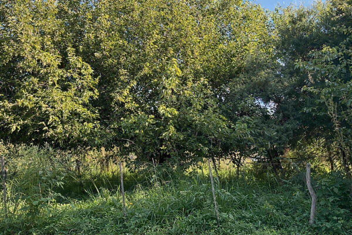 Foto de VENTA LOTE VILLA DEL TOTORAL, imagen 5