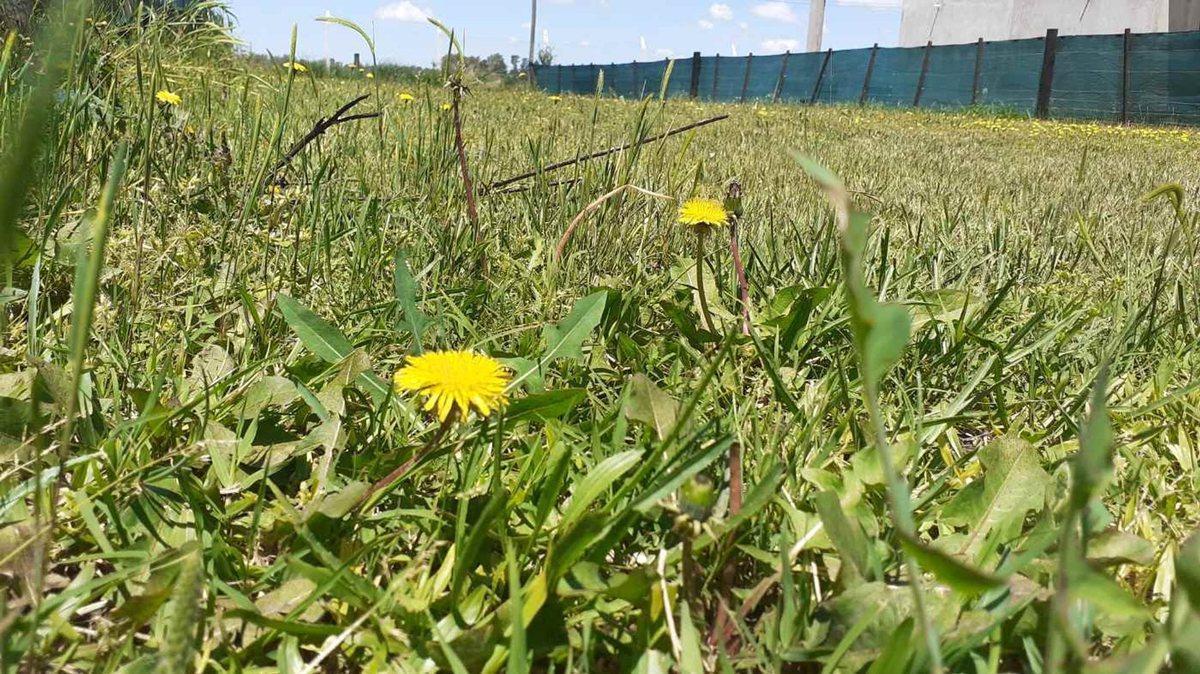 Foto de Lote con fabulosa ubicación, en Domselaar Chico VENTA, imagen 1