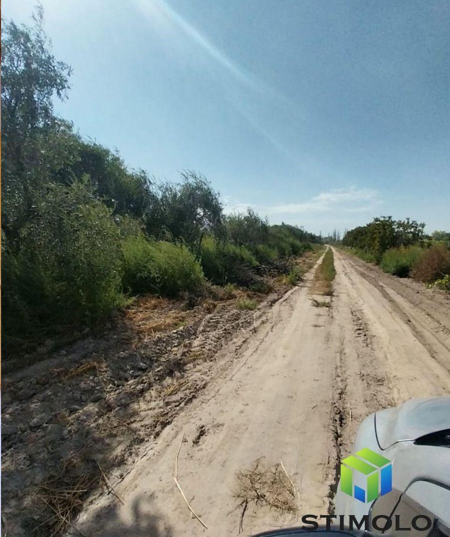 Foto de VENDO 4 HECTÁREAS DE TERRENO CULTIVO EN SAN MARTIN, imagen 3