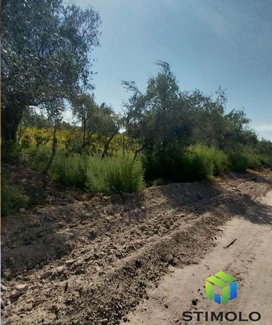Foto de VENDO 4 HECTÁREAS DE TERRENO CULTIVO EN SAN MARTIN, imagen 4