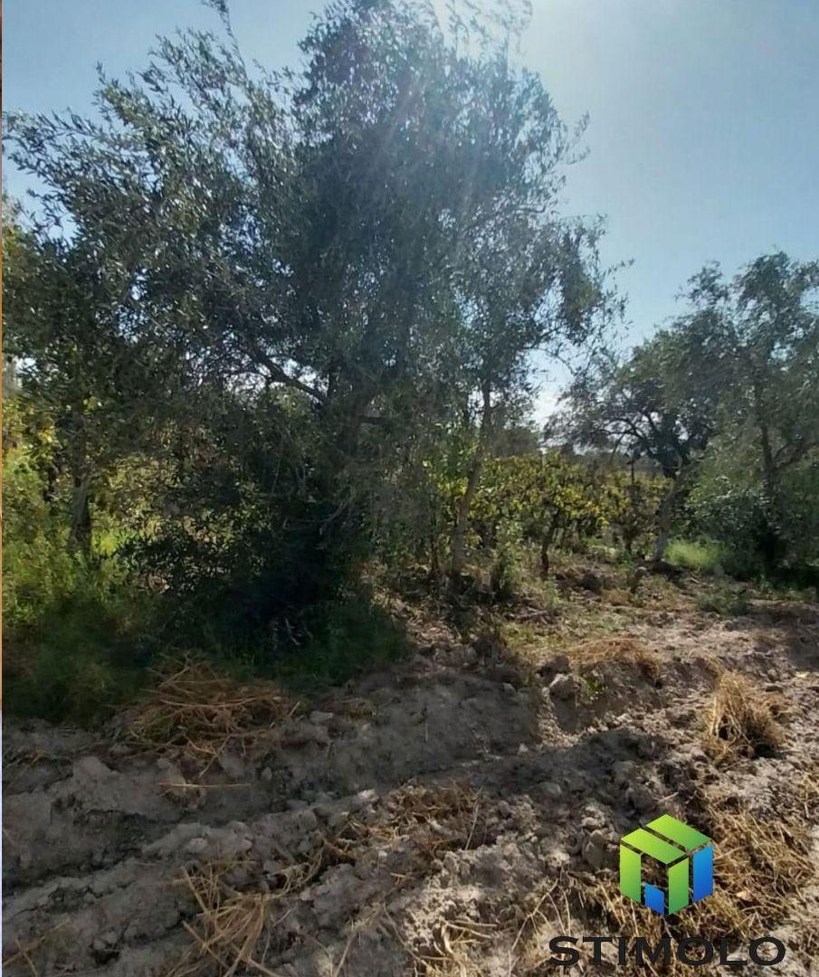 Foto de VENDO 4 HECTÁREAS DE TERRENO CULTIVO EN SAN MARTIN, imagen 5