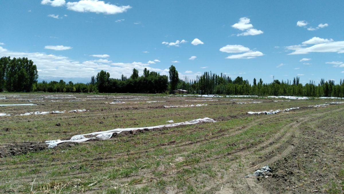 Foto de Terreno de 2939 m2 en venta en Tunuyán, imagen 2