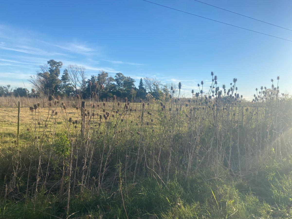 Foto de Loteo Chacra de 1 Hectárea en Venta Pueblito de San Jacinto Mercedes Bs, imagen 3