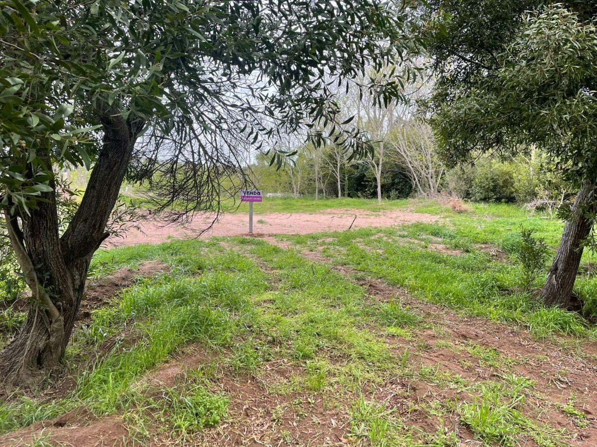Foto de LOTE EN PARAJE PAVON, imagen 3