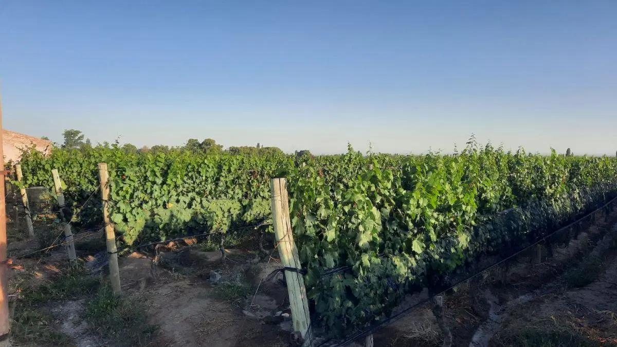 Capital Prop Vende Finca de 29.2 Hectáreas El Vergel, Lavalle 2