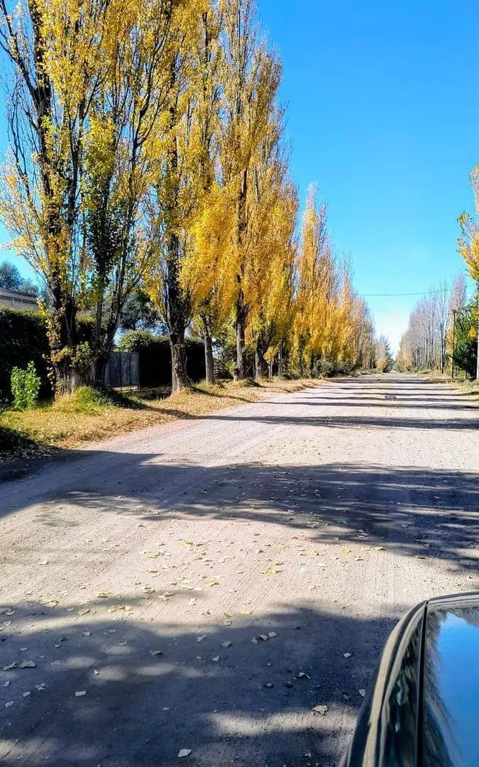 Terreno 2000m en crecimiento 3