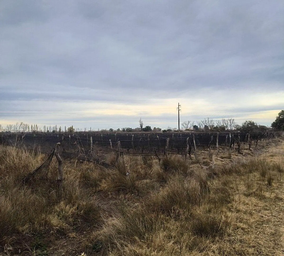 Finca - Goudge 4