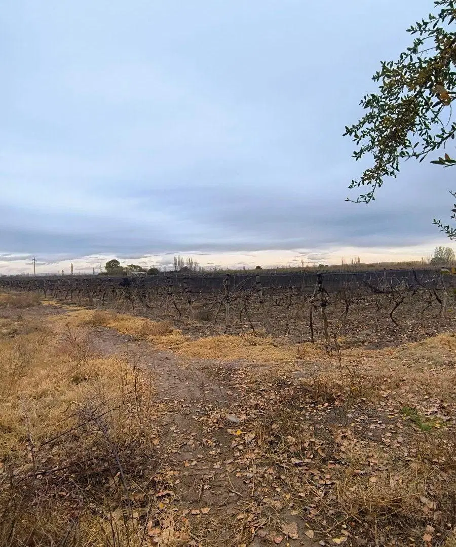 Finca - Goudge 3
