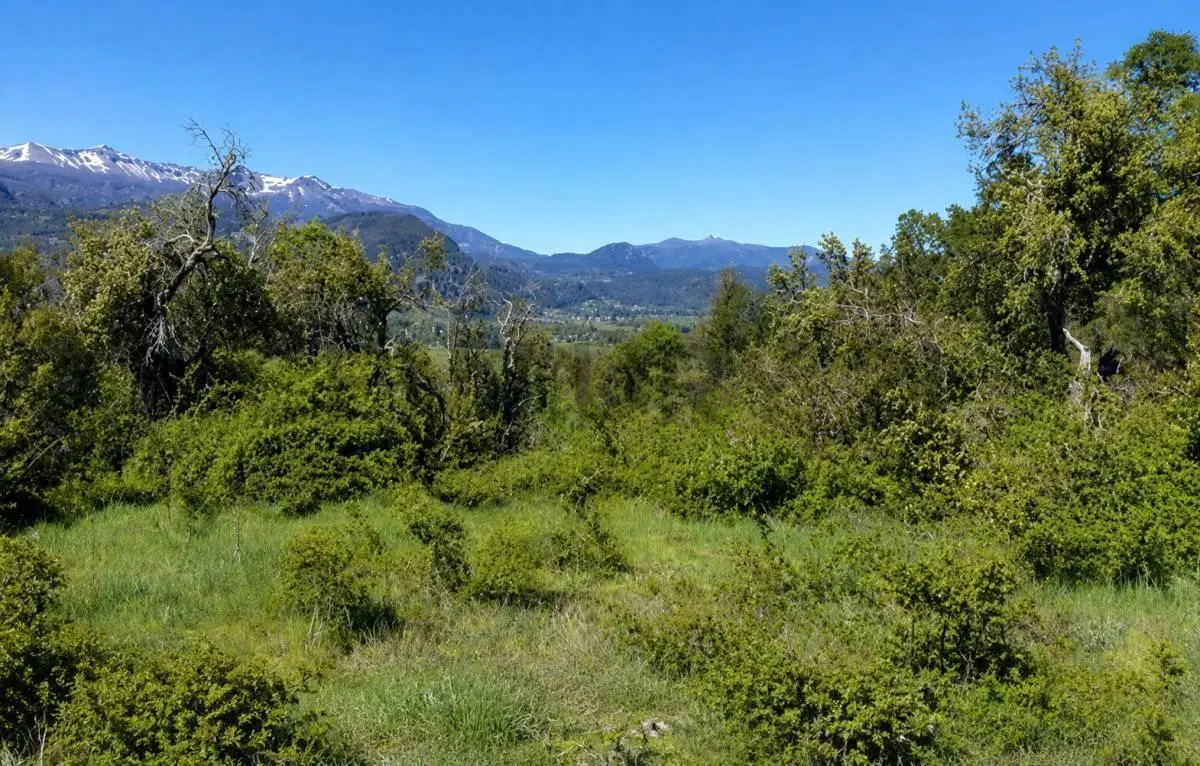 LOTE EN VENTA | 4,1 HECTÁREAS CON VISTAS PANORÁMICAS AL CERRO CHAPELCO 6