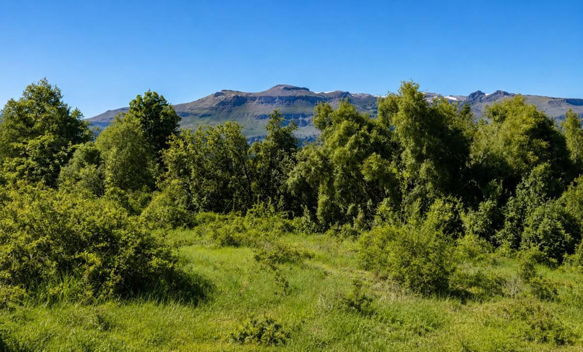 LOTE EN VENTA | 4,1 HECTÁREAS CON VISTAS PANORÁMICAS AL CERRO CHAPELCO