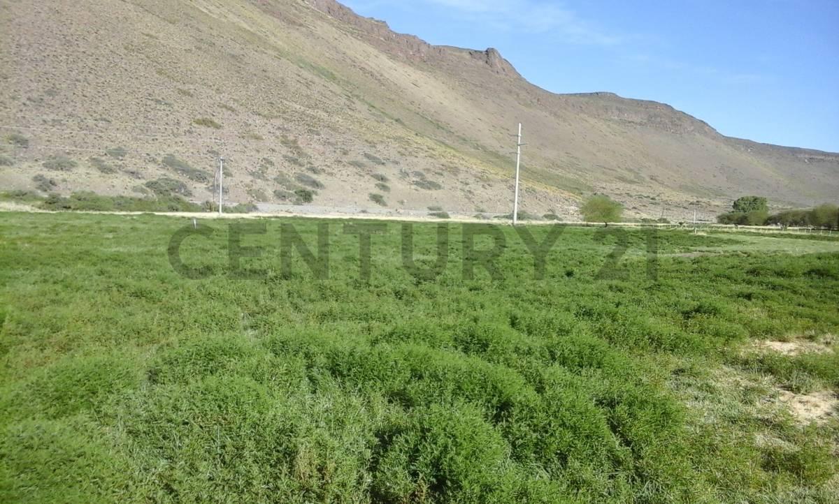 Foto de VENTA CAMPO LONCOPUE , NEUQUEN ., imagen 1