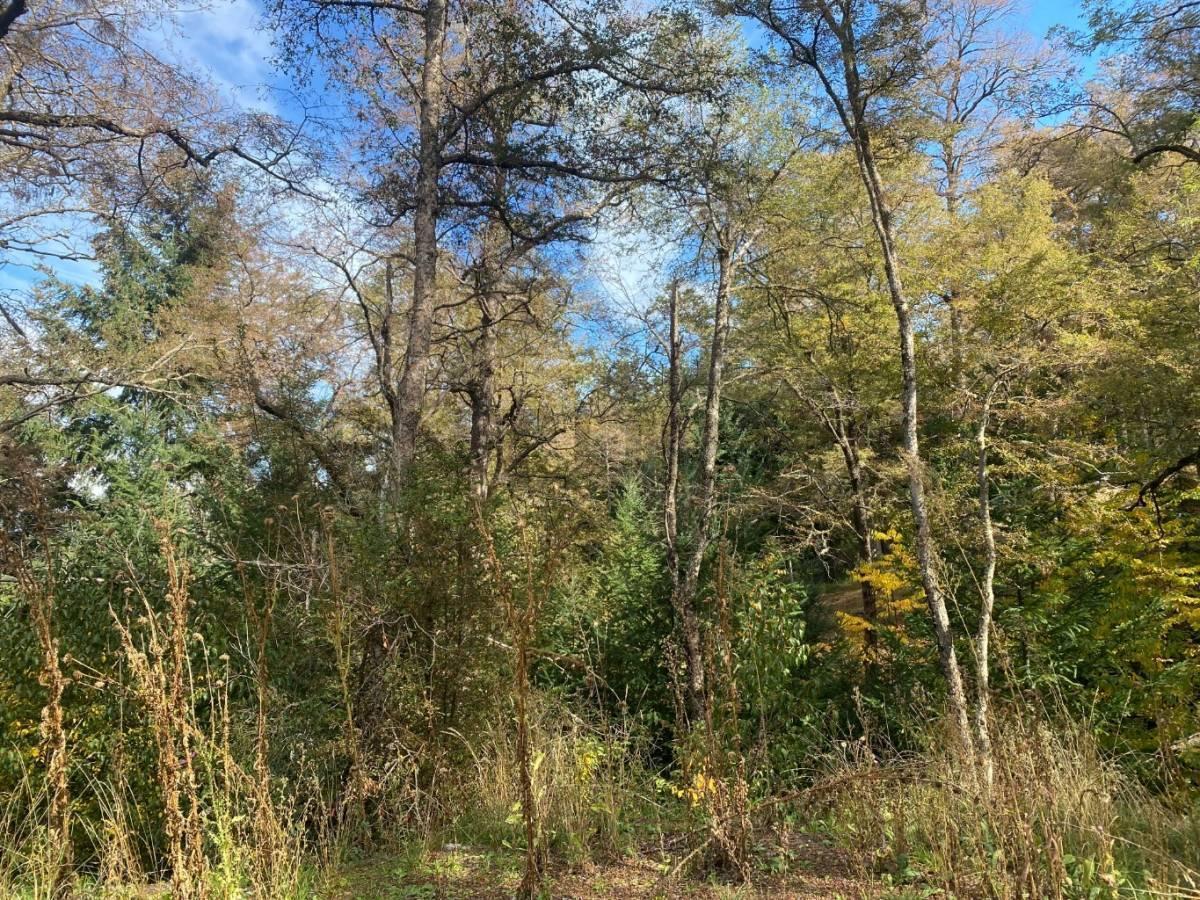 Foto de VENTA TERRENO SAN MARTIN DE LOS ANDES. BARRIO LAS VERTIENTES, imagen 4