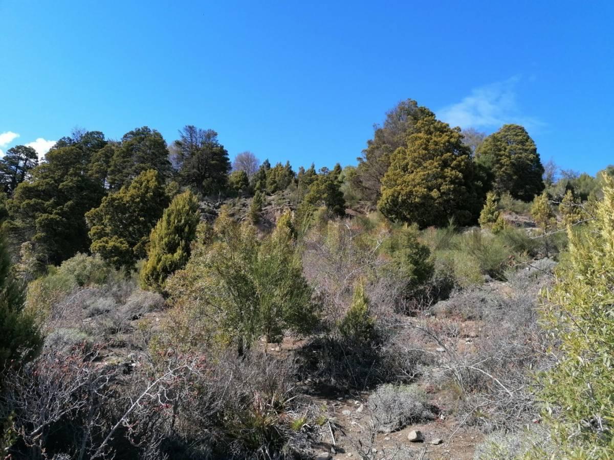 Foto de VENTA - 2 LOTES EN MONTAÑA - SAN MARTIN DE LOS ANDES. BARRIO LOS RISCOS, imagen 1