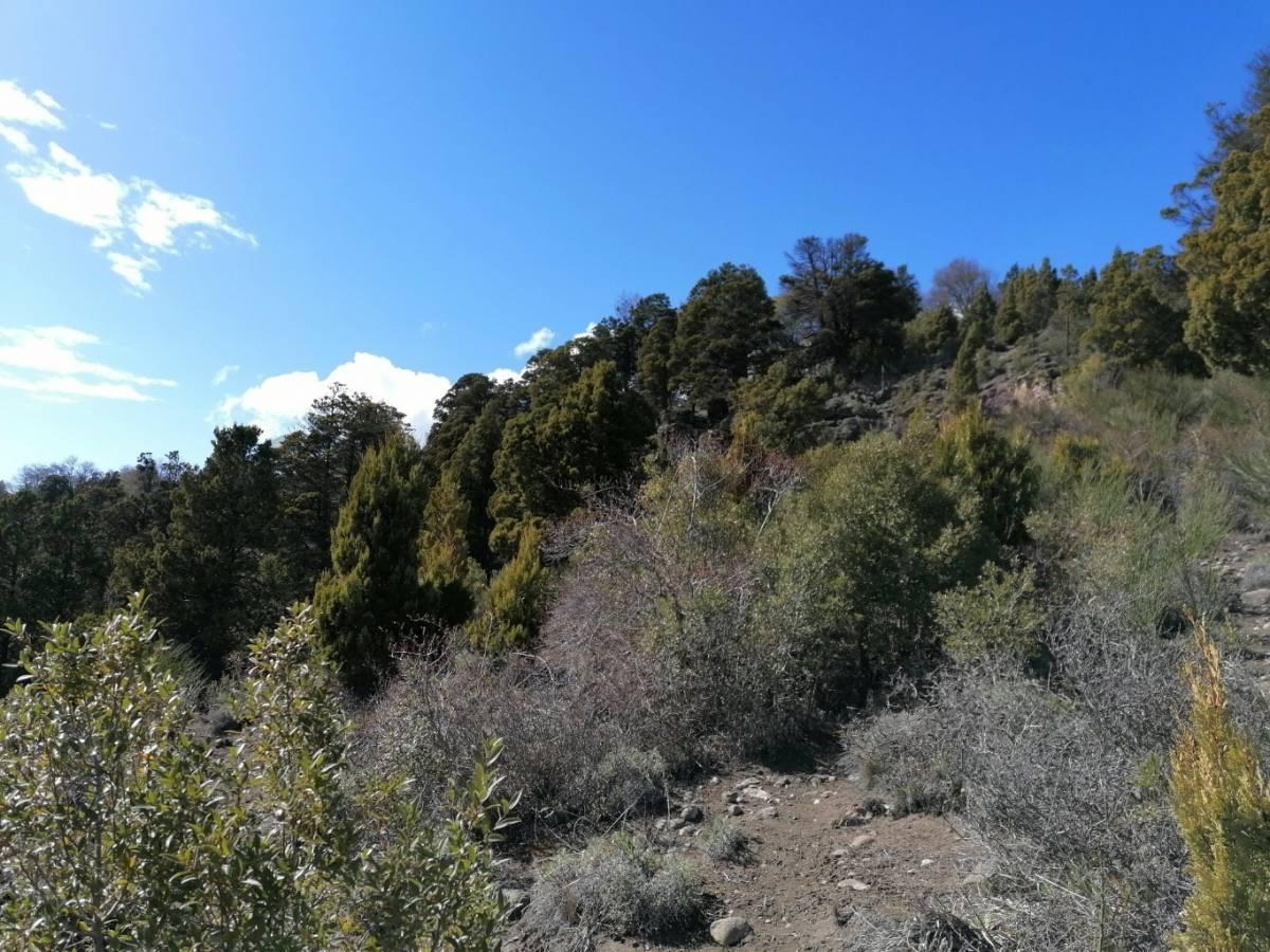 Foto de VENTA - 2 LOTES EN MONTAÑA - SAN MARTIN DE LOS ANDES. BARRIO LOS RISCOS, imagen 5